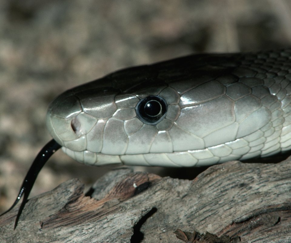 Обои глаза, камни, змея, язык, серая змея, черный язык, мамба, eyes, stones, snake, language, grey snake, black tongue, mamba разрешение 3580x2346 Загрузить