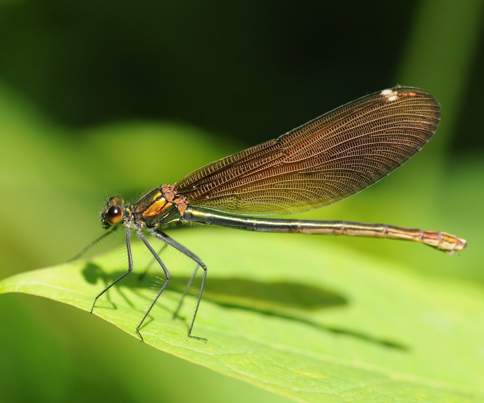 Обои зелёный, лист, насекомые, стрекоза, green, sheet, insects, dragonfly разрешение 4288x2848 Загрузить