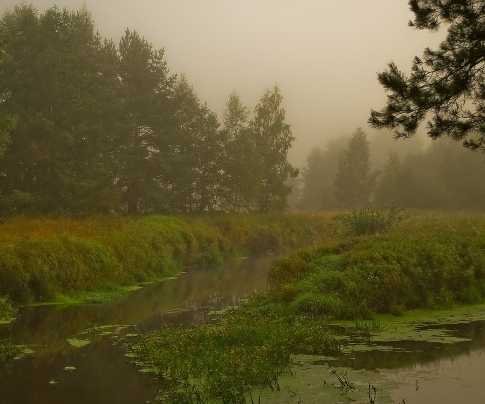 Обои лес, болото, туман, forest, swamp, fog разрешение 1920x1200 Загрузить