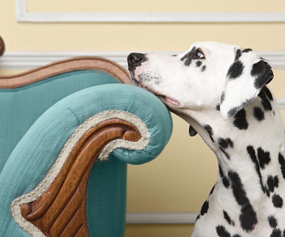 Обои взгляд, собака, кресло, пес, далматинец, look, dog, chair, dalmatians разрешение 1920x1200 Загрузить