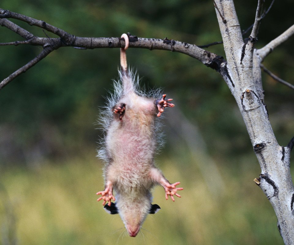 Обои ветка, опоссум, зависает, branch, possum, hangs разрешение 1920x1200 Загрузить