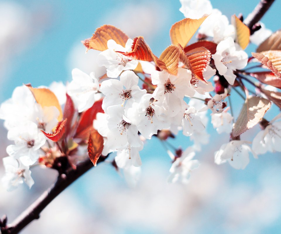 Обои белый, весна, вишня, white, spring, cherry разрешение 2560x1600 Загрузить