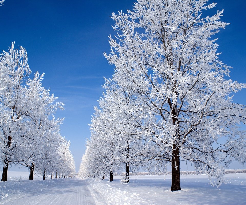 Обои небо, деревья, снег, зима, утро, голубое, snow morning, the sky, trees, snow, winter, morning, blue разрешение 3000x2008 Загрузить