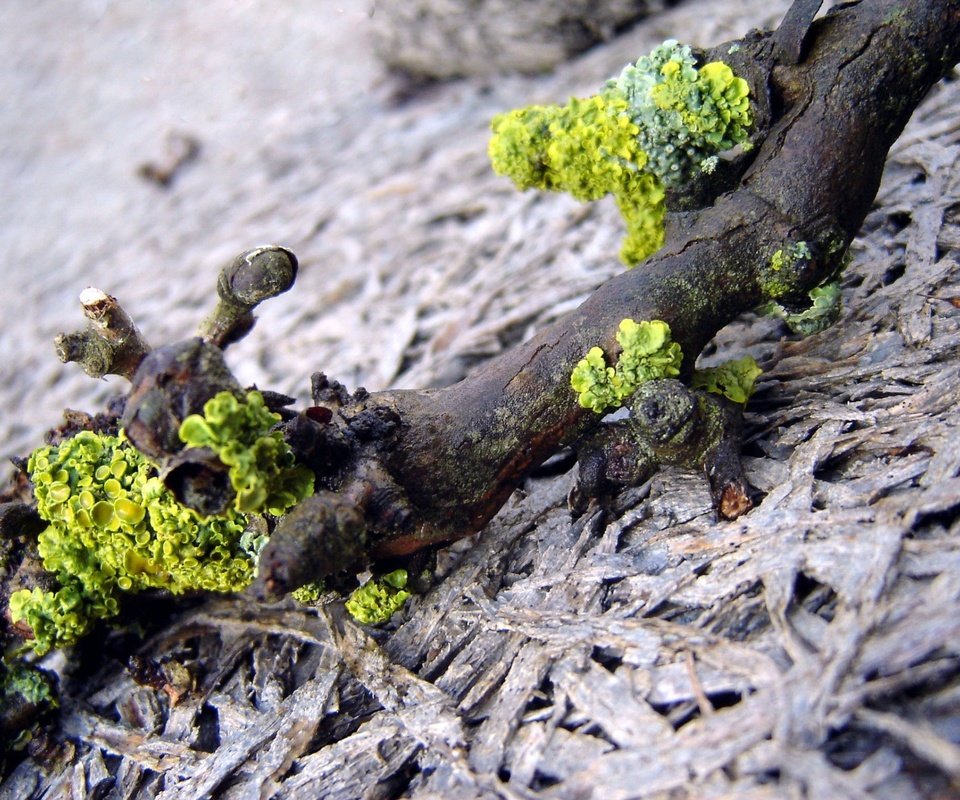 Обои ветка, природа, макро, мох, коряга, лишайники, branch, nature, macro, moss, snag, lichens разрешение 1920x1440 Загрузить