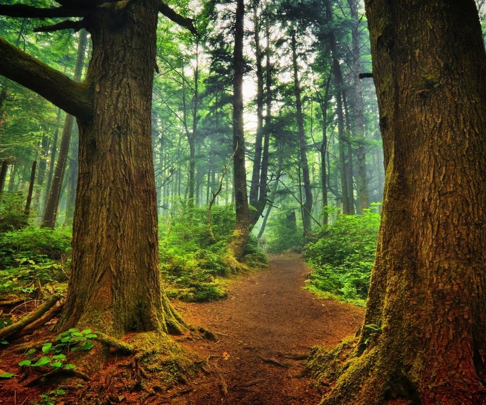 Обои деревья, природа, лес, пейзаж, туман, стволы, тропинка, trees, nature, forest, landscape, fog, trunks, path разрешение 1920x1200 Загрузить