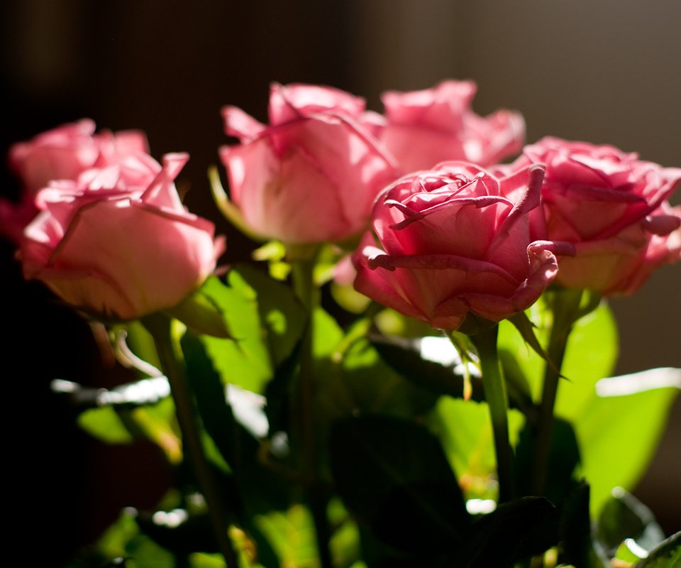Обои бутоны, розы, роза, красива, роз, пинк, buds, roses, rose, beautiful, pink разрешение 1920x1200 Загрузить