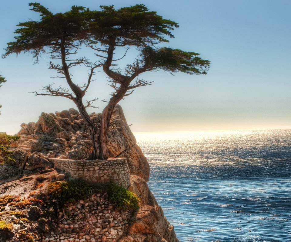 Обои скалы, дерево, океан, rocks, tree, the ocean разрешение 2560x1600 Загрузить