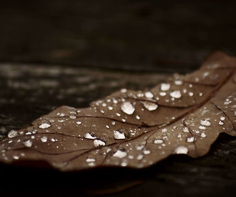 Обои капли, осень, лист, темный, коричневый, сухой, drops, autumn, sheet, dark, brown, dry разрешение 1920x1200 Загрузить