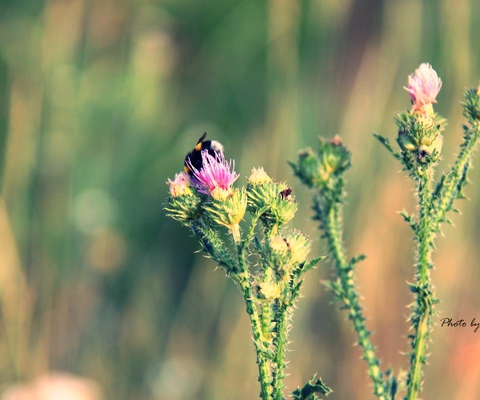 Обои макро, цветок, лето, шмель, колючка, macro, flower, summer, bumblebee, thorn разрешение 4272x2400 Загрузить