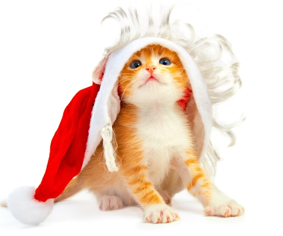 Обои новый год, котенок, белый фон, new year, kitty, white background разрешение 1920x1200 Загрузить