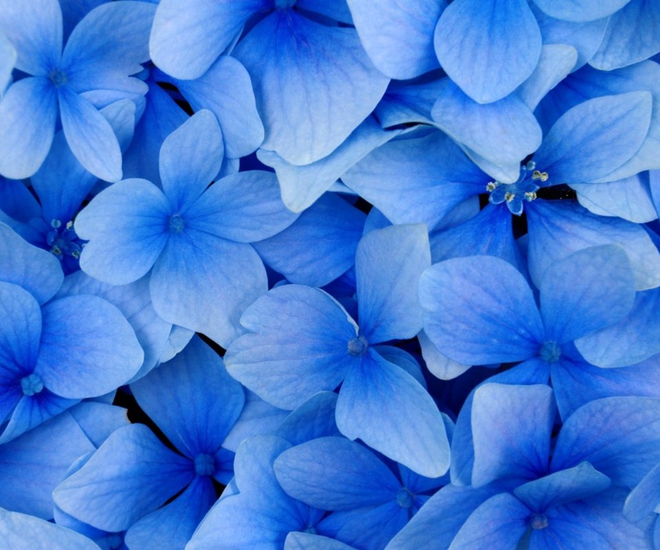 Обои цветы, лепестки, голубая, flowers, petals, blue разрешение 2560x1600 Загрузить