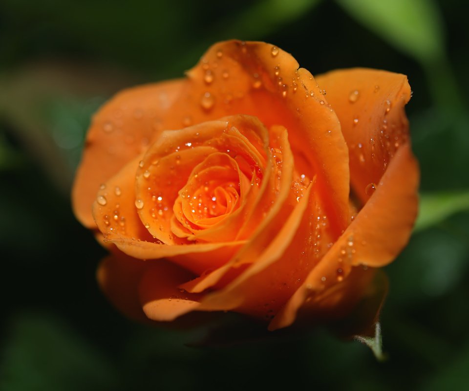 Обои роса, роза, оранжевая, яркая. капли, rosa, rose, orange, bright. drops разрешение 4512x3276 Загрузить