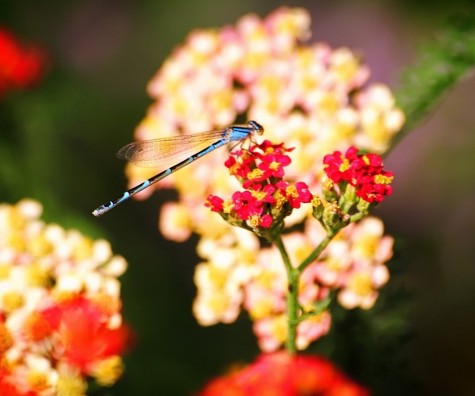 Обои цветы, насекомые, стрекоза, flowers, insects, dragonfly разрешение 1920x1440 Загрузить