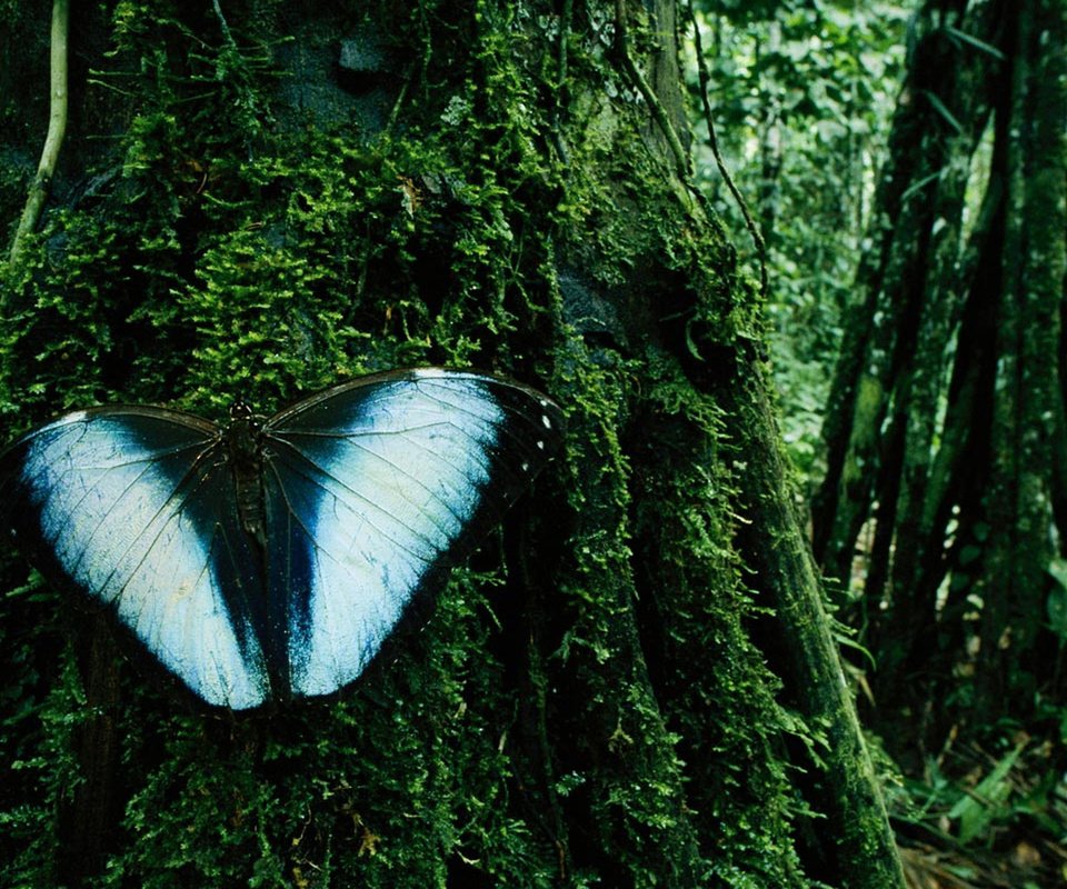 Обои дерево, бабочка, мох, madidi national park, боливия, tree, butterfly, moss, bolivia разрешение 1920x1200 Загрузить