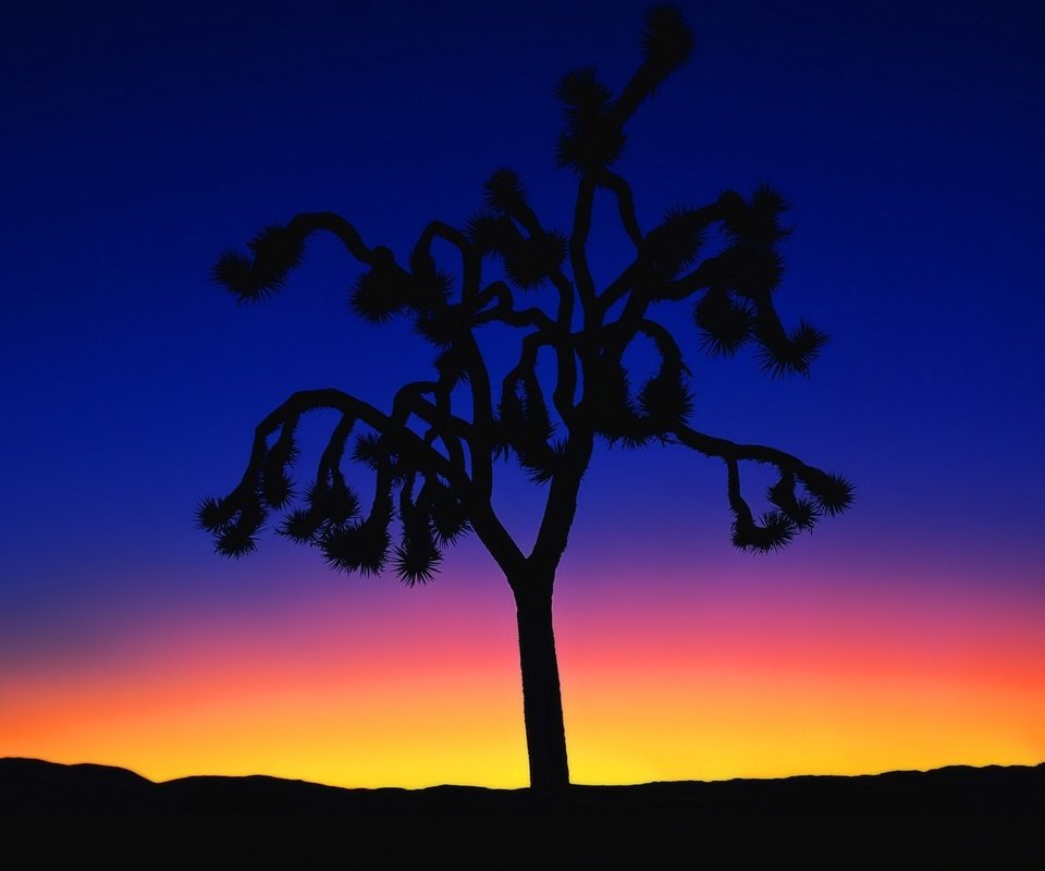 Обои дерево, закат, минимализм, tree, sunset, minimalism разрешение 1920x1440 Загрузить