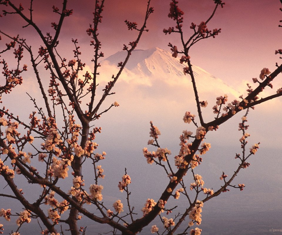 Обои гора, япония, весна, розовый, сакура, вершина, фудзияма, mountain, japan, spring, pink, sakura, top, fuji разрешение 1920x1200 Загрузить