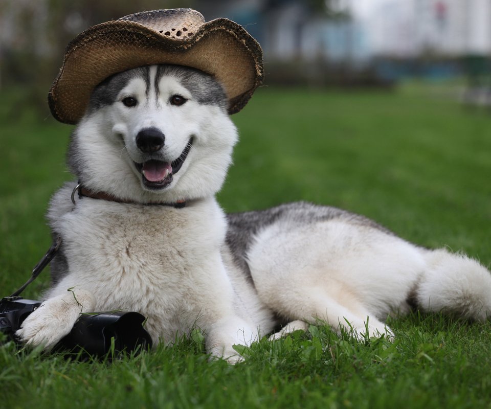 Обои трава, собака, лежит, фотоаппарат, пес, шляпа, лайка, охраняет, grass, dog, lies, the camera, hat, laika, guards разрешение 2560x1600 Загрузить