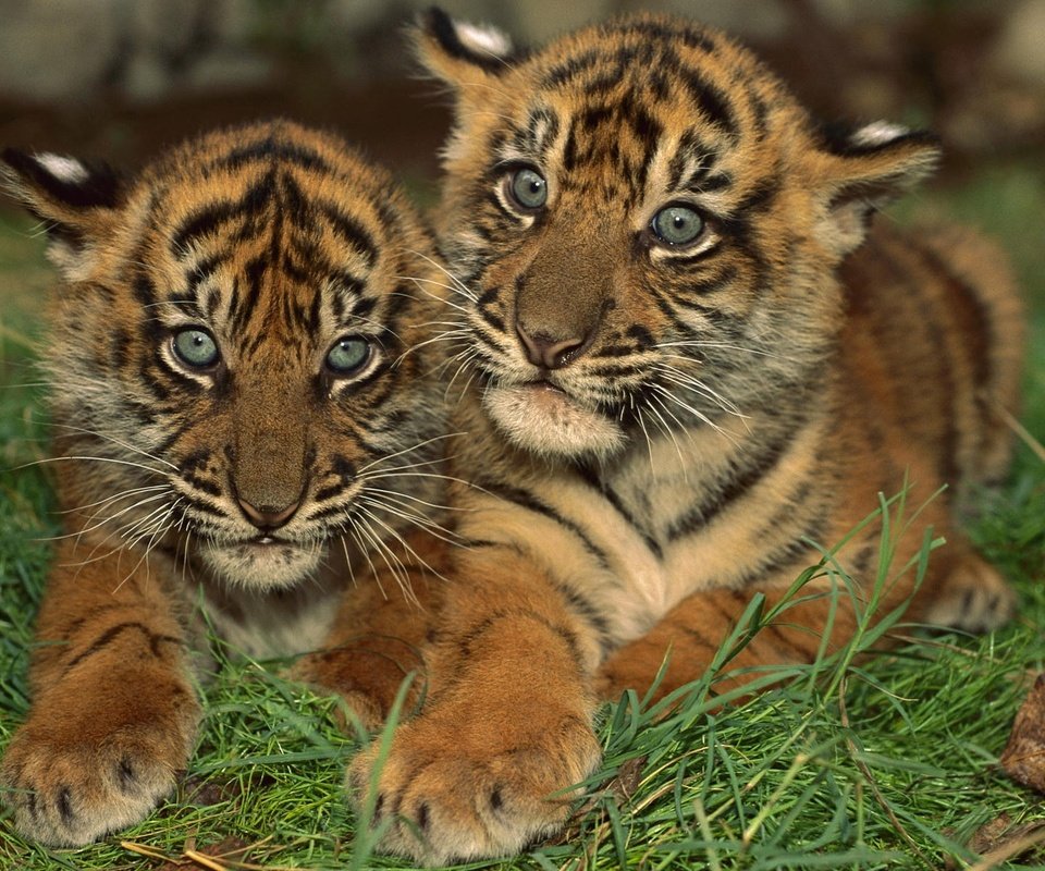 Обои тигр, маленькие, тигрята, полосатые, амурский тигр, tiger, small, the cubs, striped, the amur tiger разрешение 1920x1200 Загрузить
