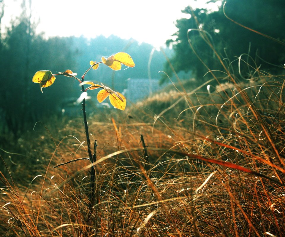 Обои трава, листья, осень, grass, leaves, autumn разрешение 3888x2592 Загрузить