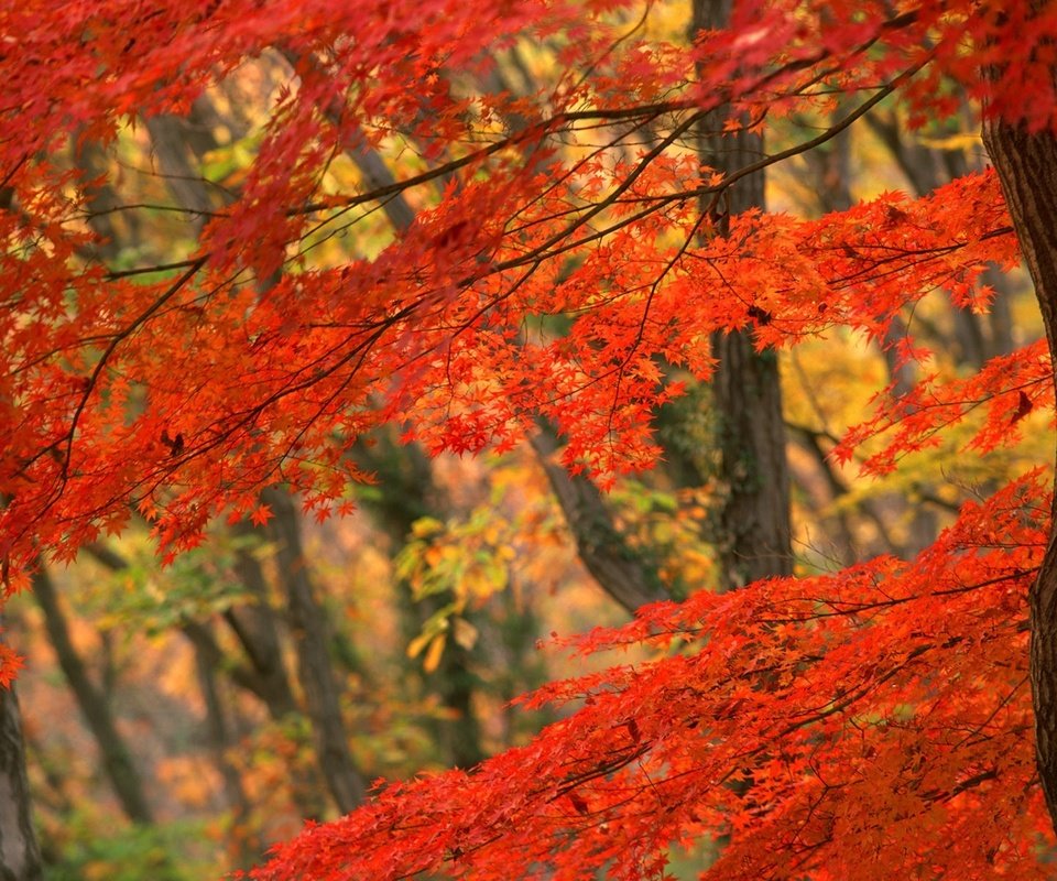 Обои дерево, осень, япония, tree, autumn, japan разрешение 1920x1200 Загрузить