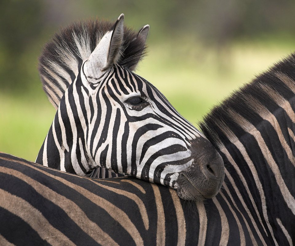 Обои зебра, африка, савана, zebra, africa, savana разрешение 1920x1200 Загрузить