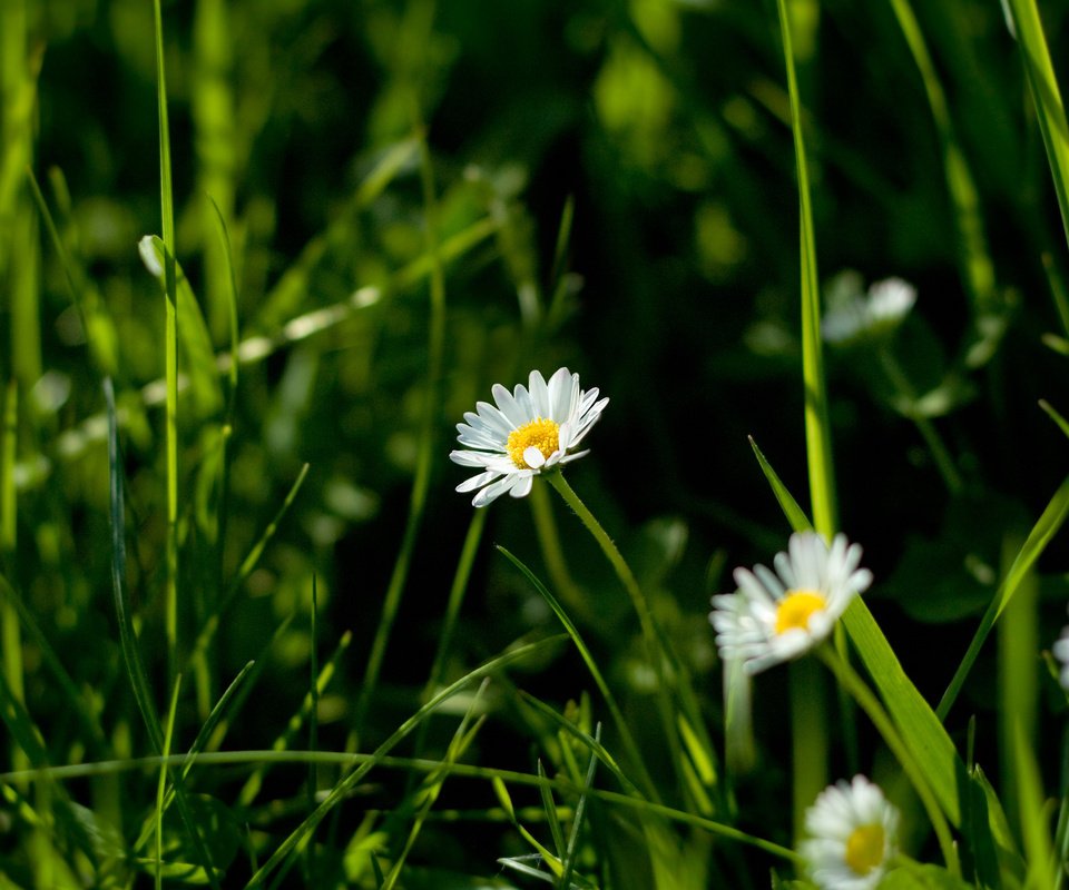 Обои цветы, трава, природа, макро фото, ромашки, flowers, grass, nature, macro photo, chamomile разрешение 2560x1600 Загрузить