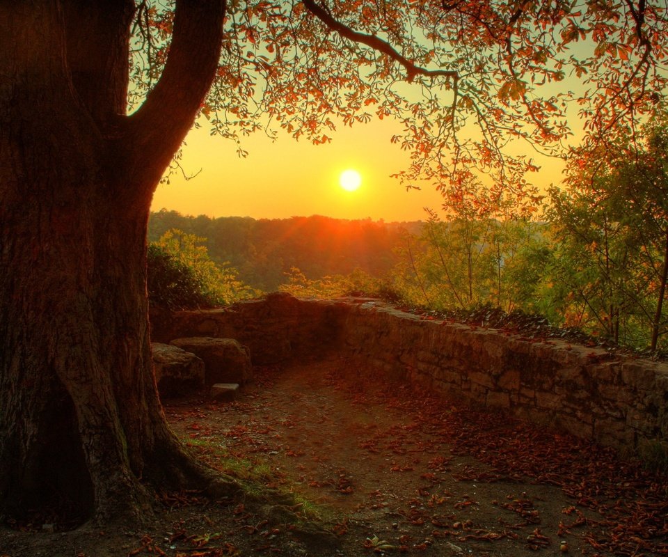 Обои солнце, природа, дерево, настроение, the sun, nature, tree, mood разрешение 2560x1600 Загрузить