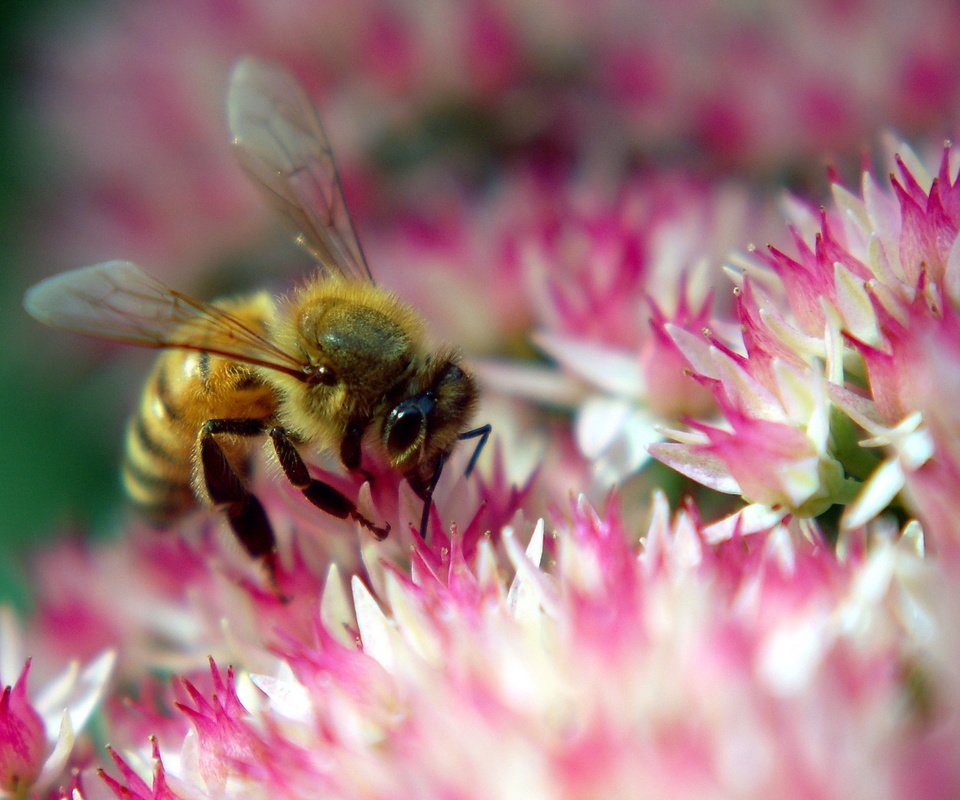 Обои цветок, розовый, пчела, flower, pink, bee разрешение 2560x1600 Загрузить