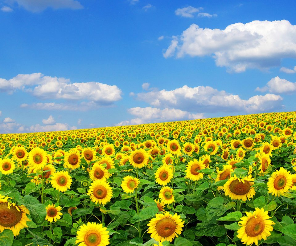 Обои солнце, природа, лето, подсолнух, the sun, nature, summer, sunflower разрешение 1920x1200 Загрузить
