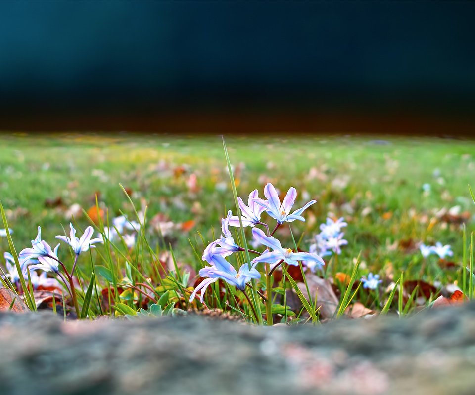 Обои цветы, трава, природа, фокус камеры, поляна, весна, пролеска, flowers, grass, nature, the focus of the camera, glade, spring, scilla разрешение 1920x1200 Загрузить
