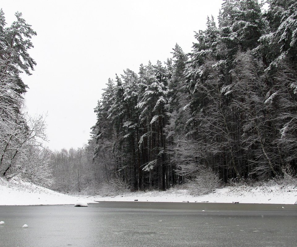 Обои снег, природа, лес, зима, чёрно-белое, сосны, пруд, snow, nature, forest, winter, black and white, pine, pond разрешение 1920x1200 Загрузить