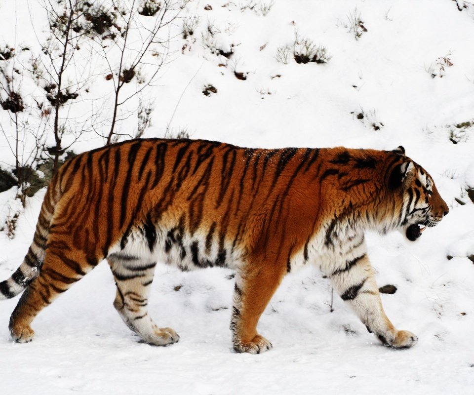 Обои тигр, снег, зима, тайга, tiger, snow, winter, taiga разрешение 1920x1200 Загрузить