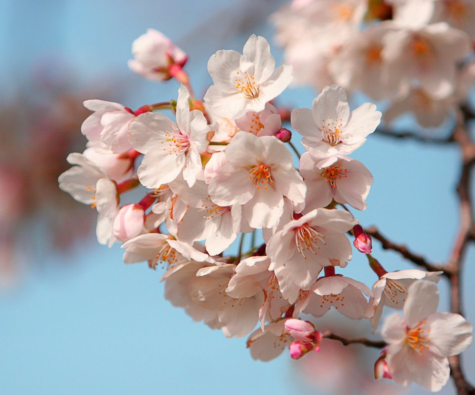 Обои лепестки, япония, сакура, petals, japan, sakura разрешение 1920x1200 Загрузить
