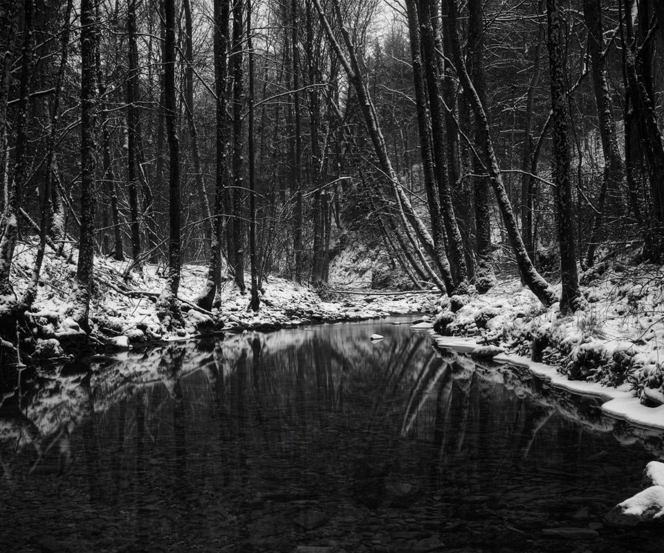 Обои лес, зима, чёрно-белое, водоем, чёрно-бело, forest, winter, black and white, pond разрешение 2560x1600 Загрузить