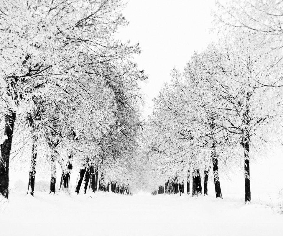 Обои деревья, снег, природа, дерево, зима, вид, зимние обои, метель, trees, snow, nature, tree, winter, view, winter wallpaper, blizzard разрешение 1920x1200 Загрузить