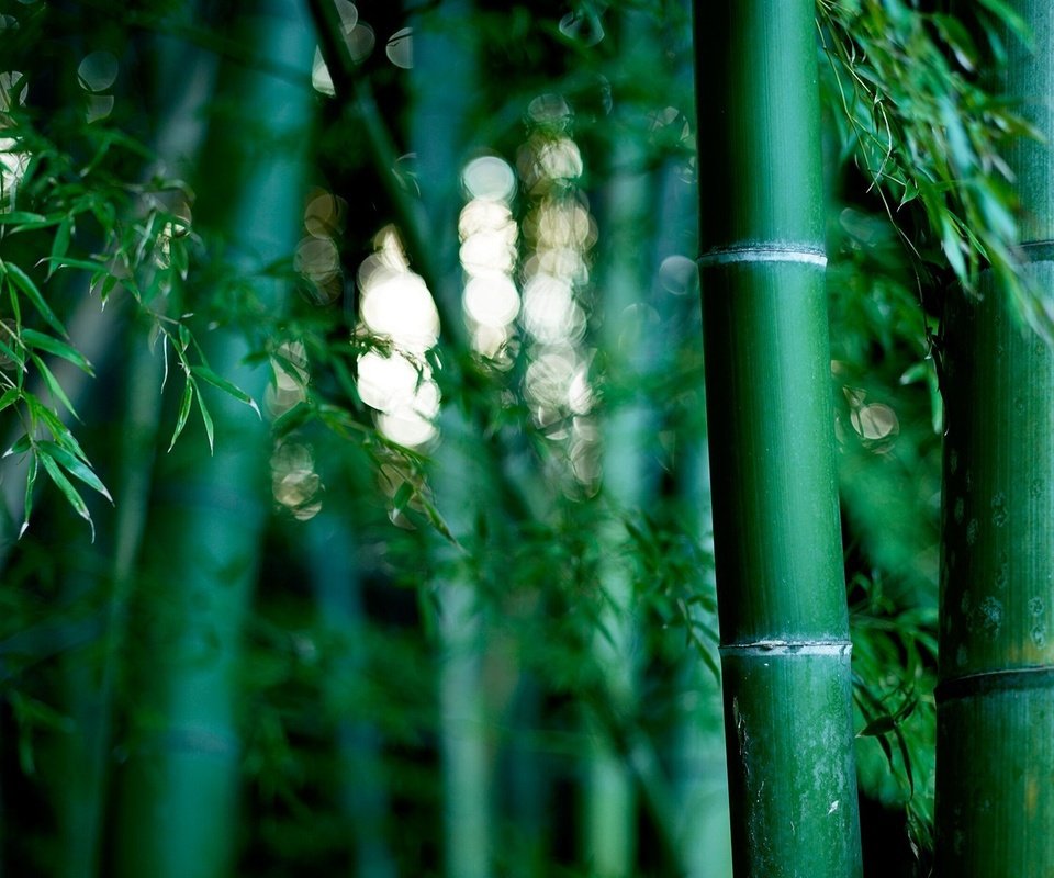 Обои природа, обои, бамбуковая роща, nature, wallpaper, bamboo grove разрешение 1920x1200 Загрузить
