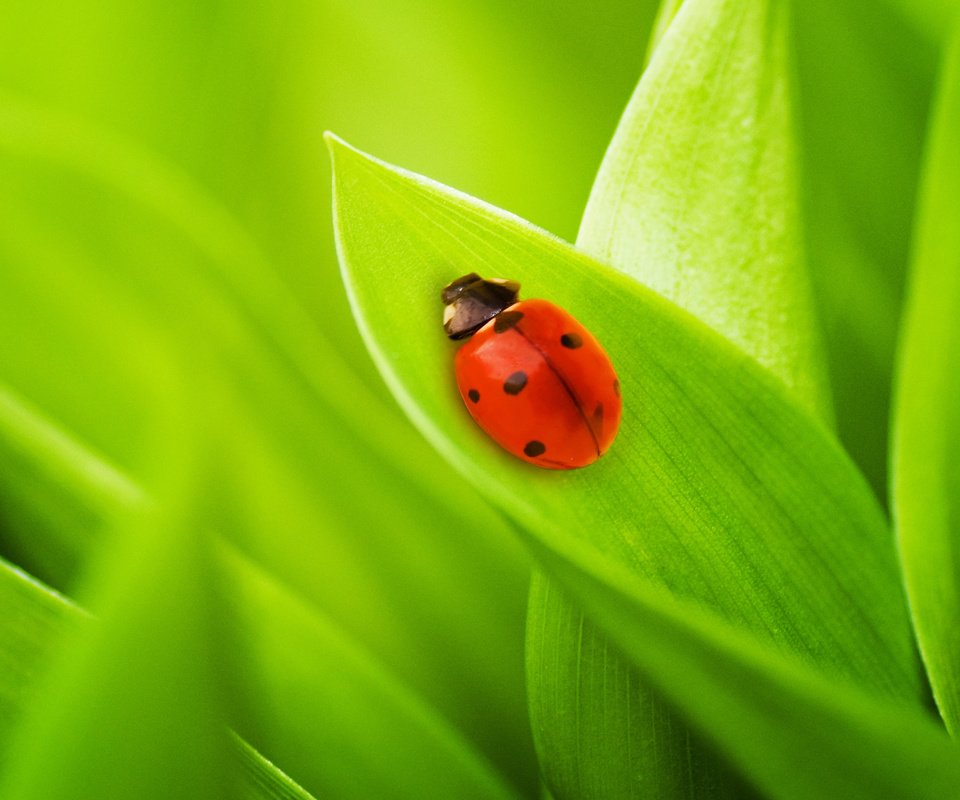 Обои трава, на природе, природа, листья, фото, божья коровка, макро обои, жуки, green macro, grass, nature, leaves, photo, ladybug, macro wallpaper, bugs, green grass разрешение 2592x1645 Загрузить