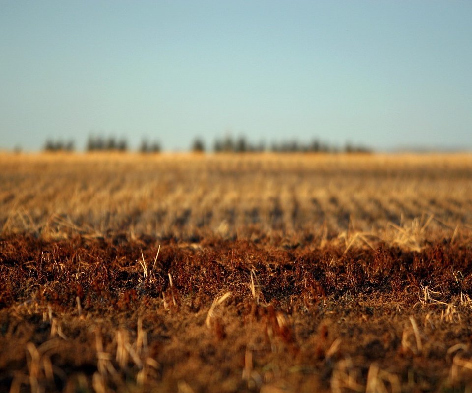 Обои земля, поле, осень, earth, field, autumn разрешение 1920x1440 Загрузить