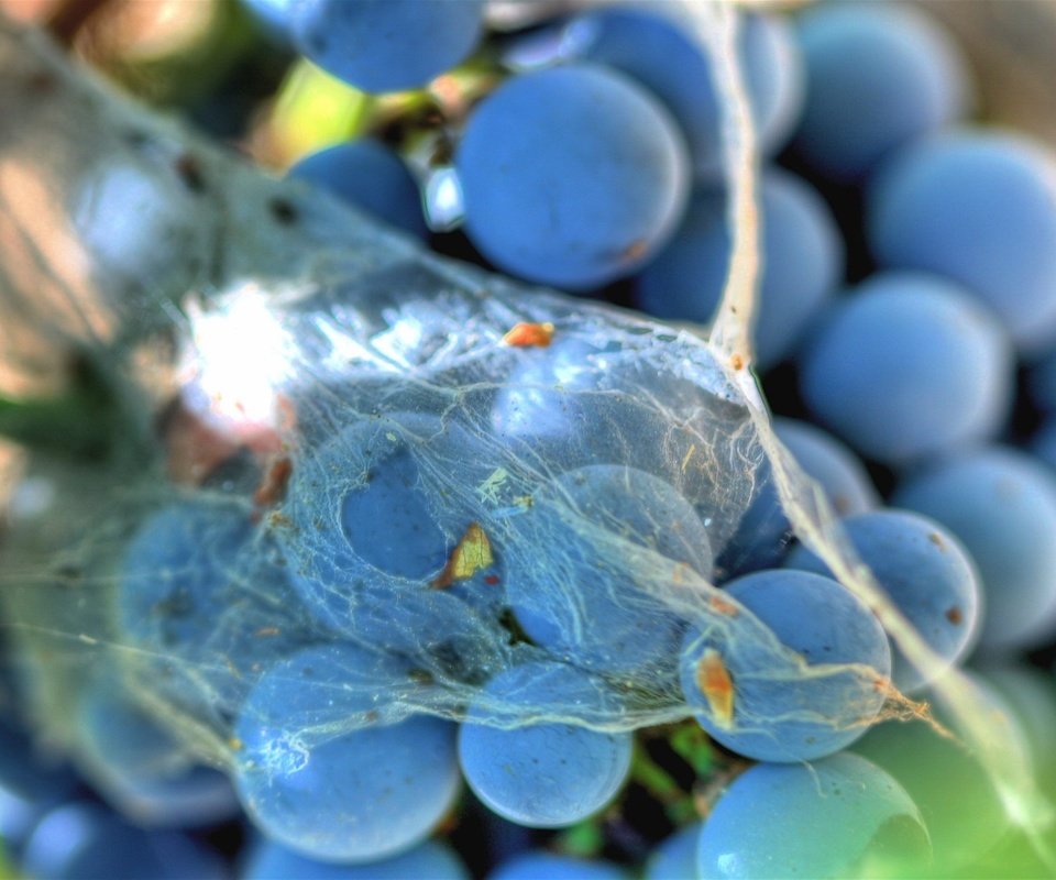 Обои виноград, паутина, grapes, web разрешение 1920x1440 Загрузить