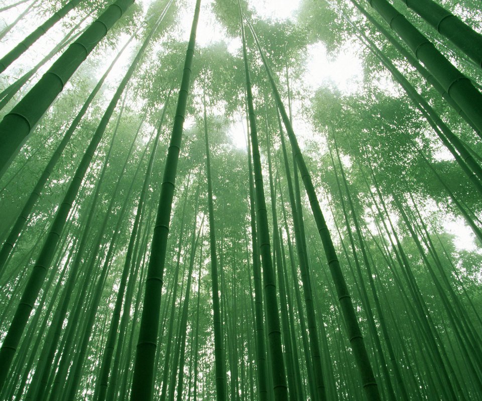 Обои небо, деревья, зелёный, листва, бамбук, the sky, trees, green, foliage, bamboo разрешение 1920x1200 Загрузить