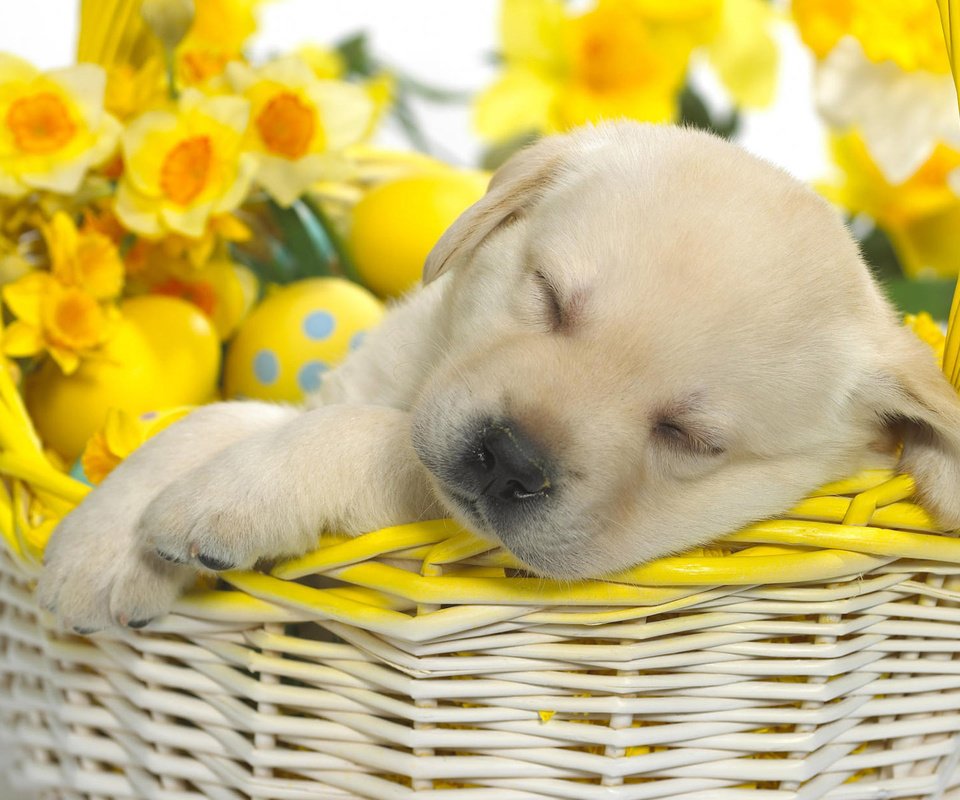 Обои щенок, корзина, пасха, puppy, basket, easter разрешение 1920x1200 Загрузить