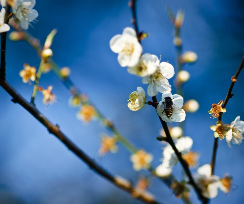 Обои цветок, весна, яблоня, пчела, мед, flower, spring, apple, bee, honey разрешение 2560x1600 Загрузить