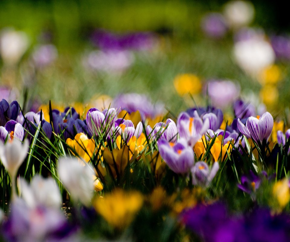 Обои цветы, поляна, весна, желтые, фиолетовые, крокусы, flowers, glade, spring, yellow, purple, crocuses разрешение 3648x2736 Загрузить