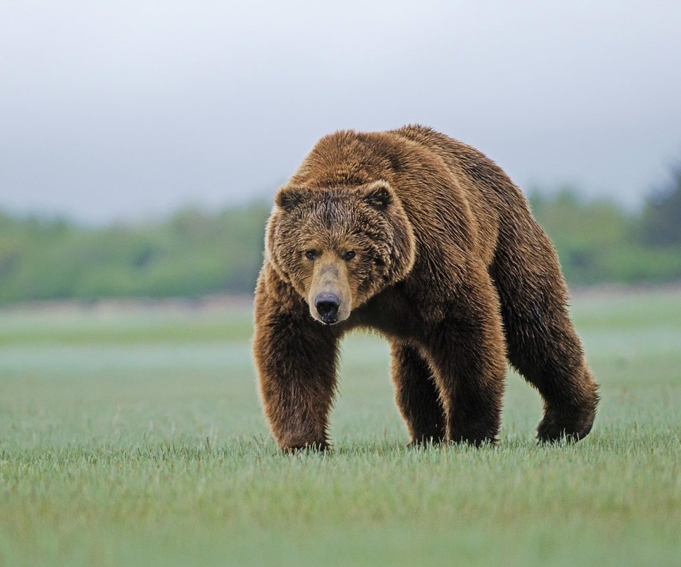 Обои трава, медведь, бурый, grass, bear, brown разрешение 2165x1405 Загрузить