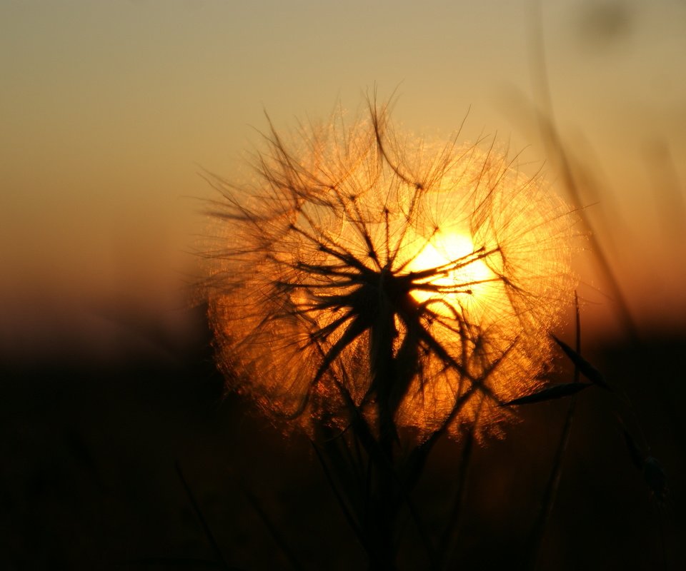 Обои солнце, закат, одуванчик, the sun, sunset, dandelion разрешение 2288x1520 Загрузить