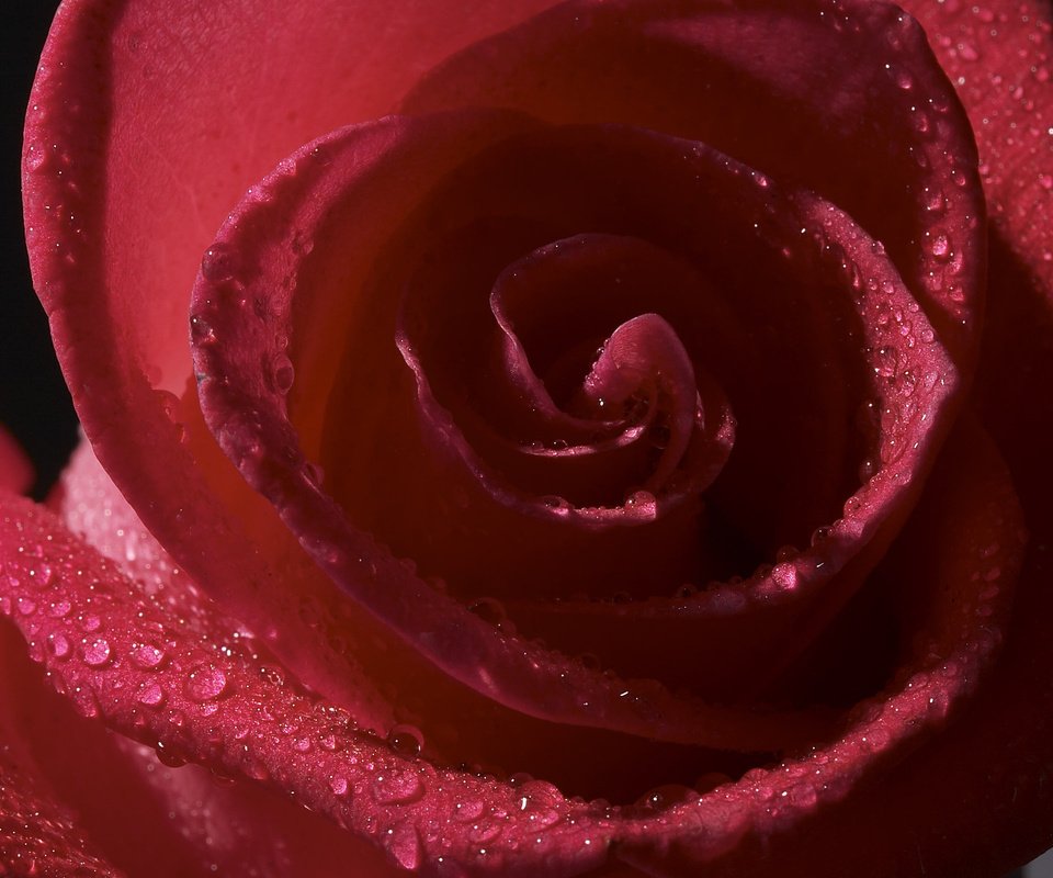 Обои цветы, роса, капли, роза, лепестки, бутон, flowers, rosa, drops, rose, petals, bud разрешение 2560x1600 Загрузить