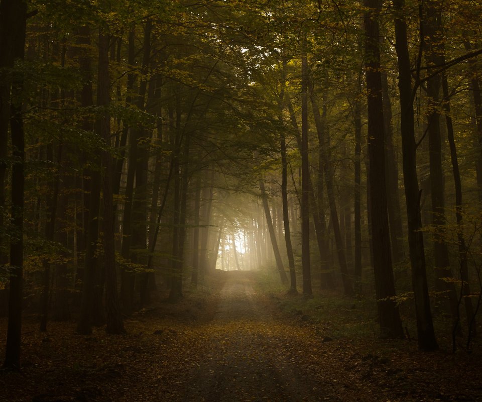 Обои свет, дорога, листва, осень, тунель, the road, light, road, foliage, autumn, tunnel разрешение 2560x1600 Загрузить