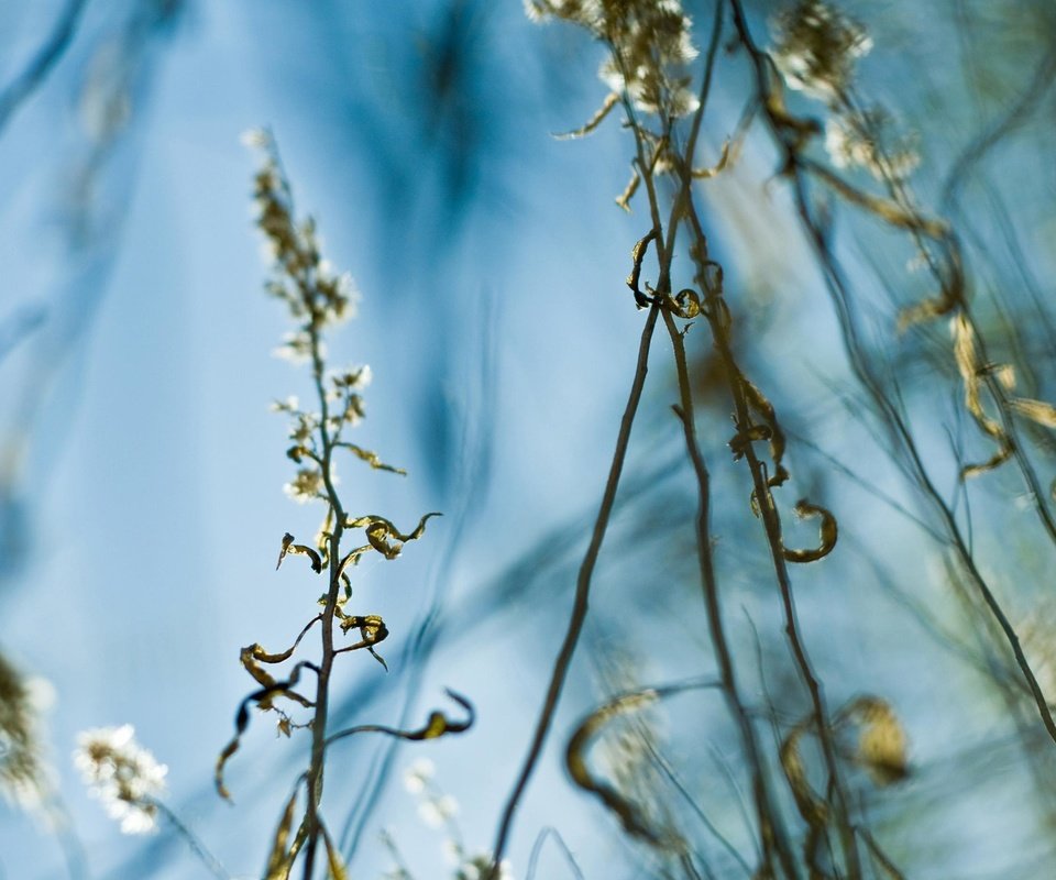 Обои трава, листья, стебель, grass, leaves, stem разрешение 2560x1861 Загрузить