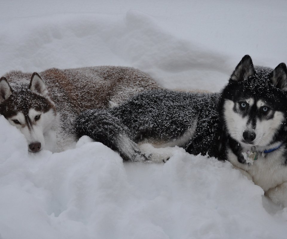 Обои снег, зима, волк, сугроб, snow, winter, wolf, the snow разрешение 3216x2136 Загрузить