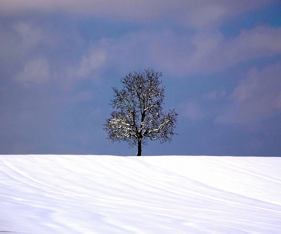 Обои снег, дерево, зима, snow, tree, winter разрешение 1920x1440 Загрузить